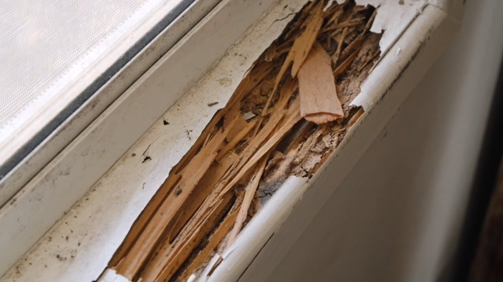 Termite inspection and treatment for homes